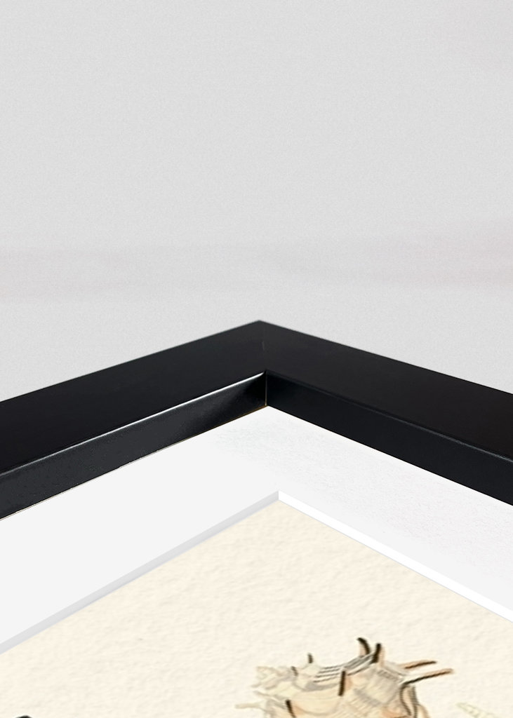 Seashells Collection