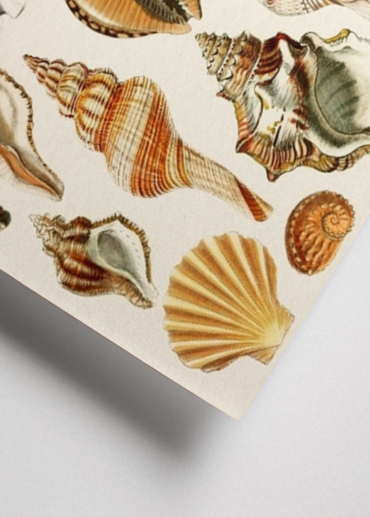 Seashells Collection