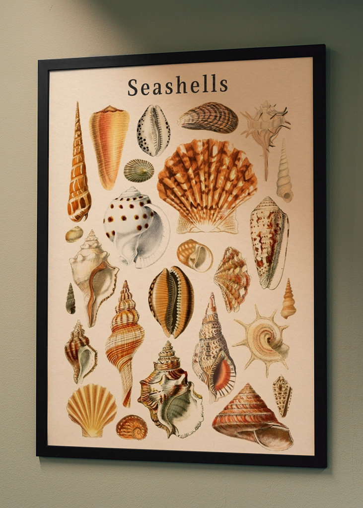 Seashells Collection