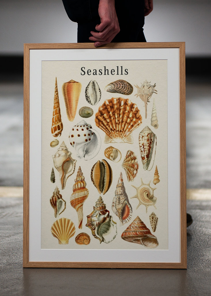 Seashells Collection