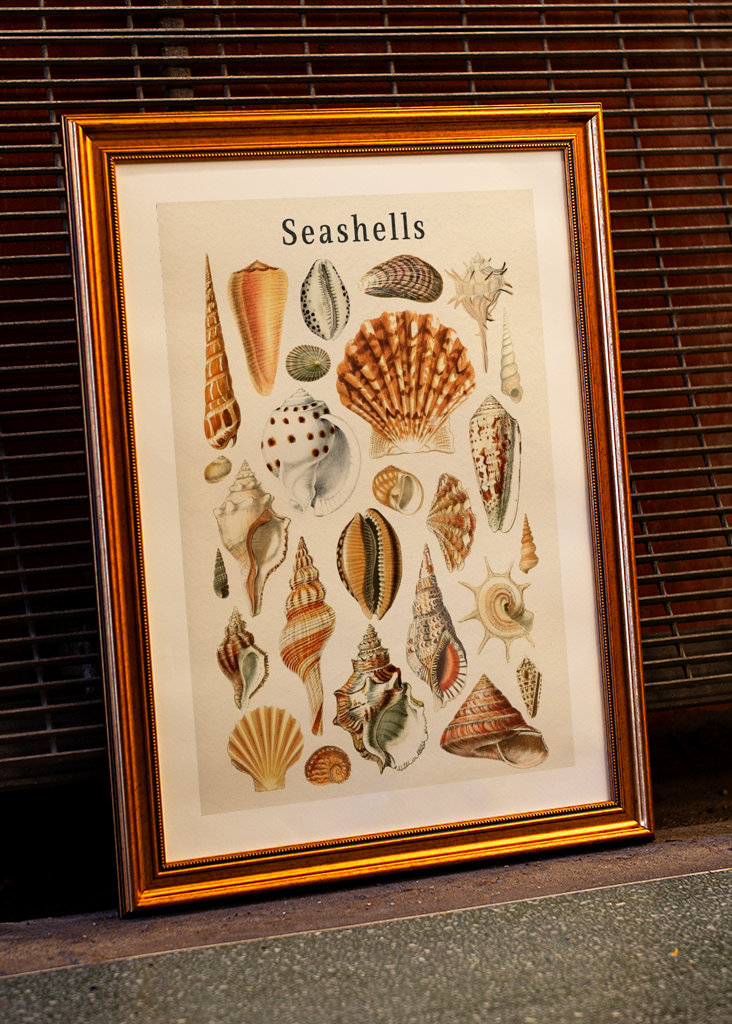 Seashells Collection