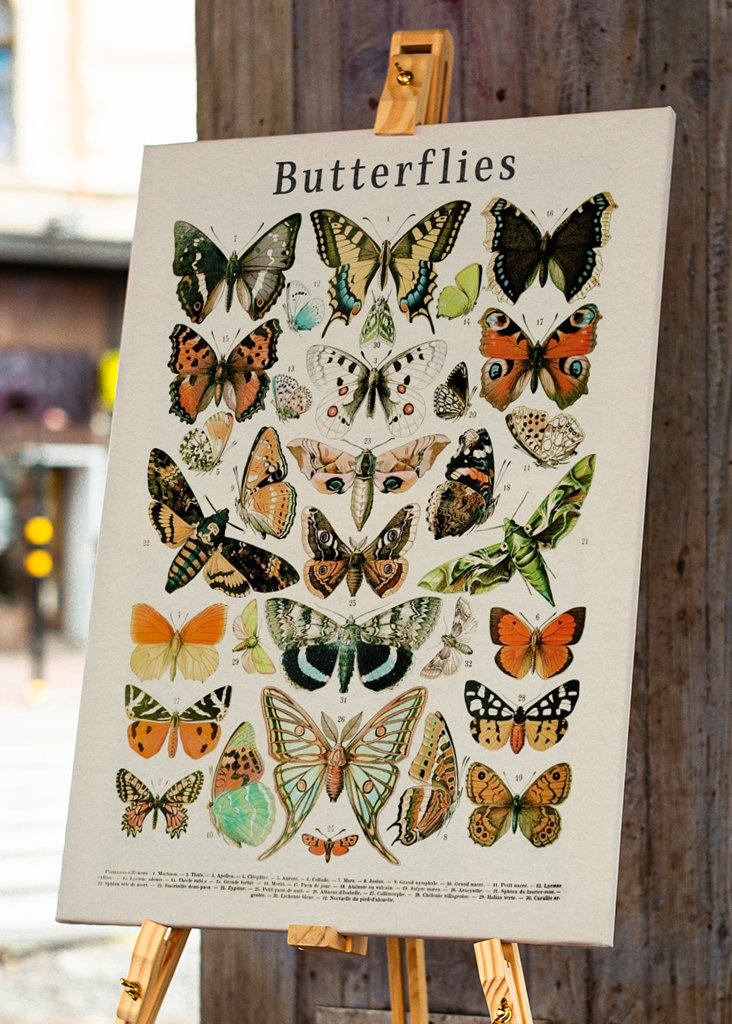 Schmetterlinge Kollektion