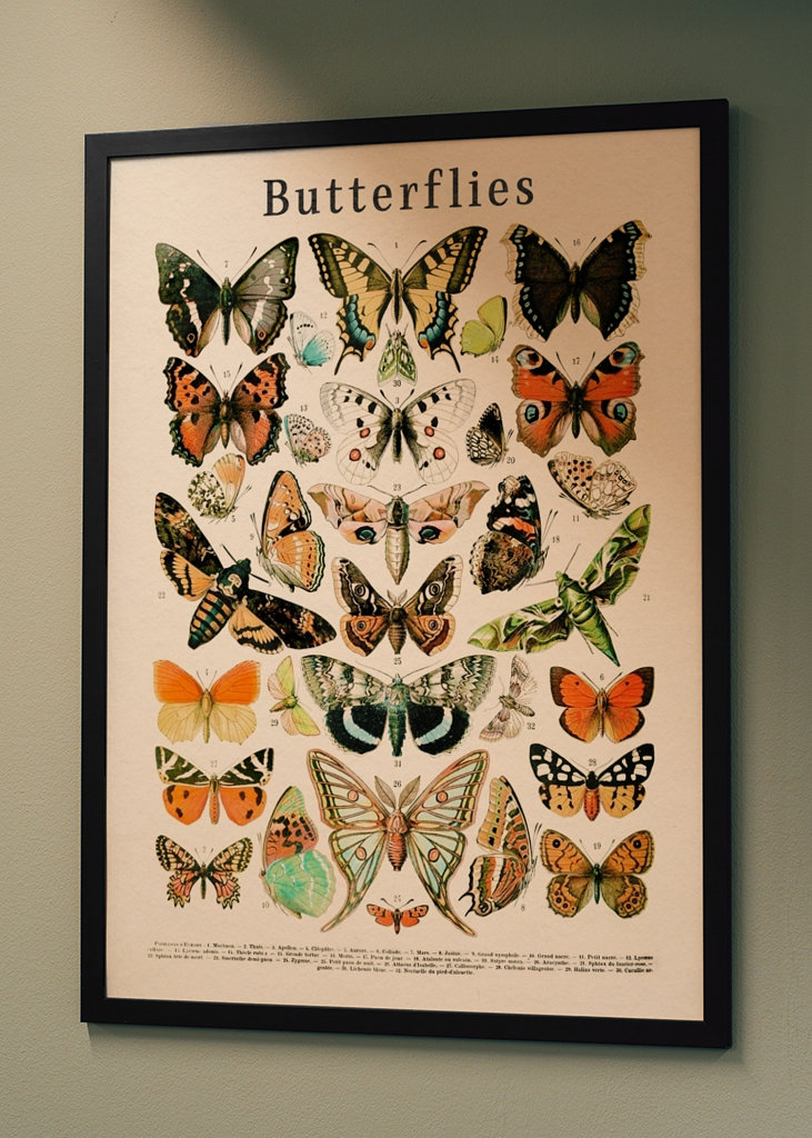 Schmetterlinge Kollektion