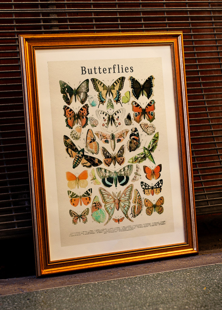 Schmetterlinge Kollektion
