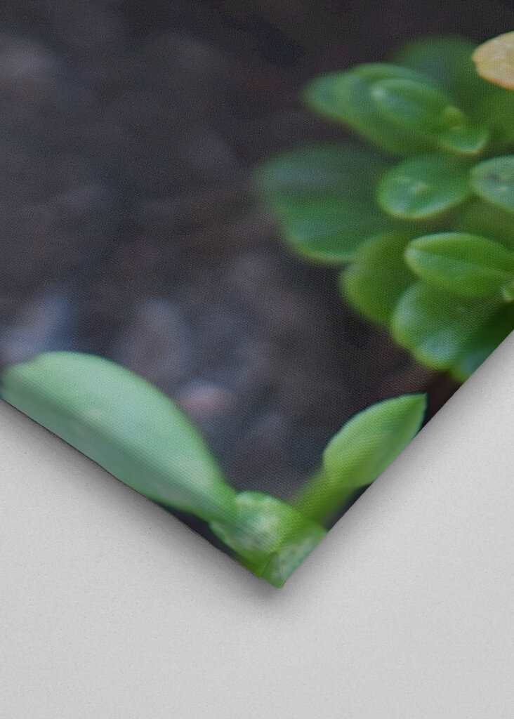 I lingonberry skoven