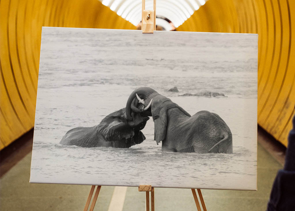 Elefanter spiller sort og hvid