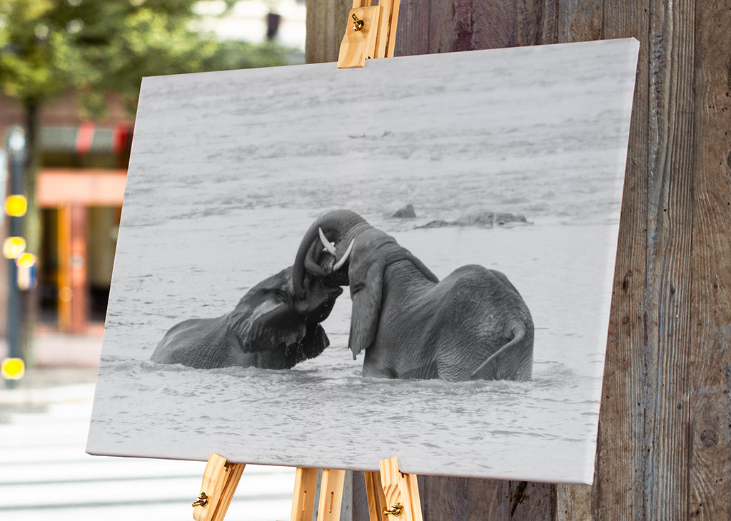 Elefanter spiller sort og hvid