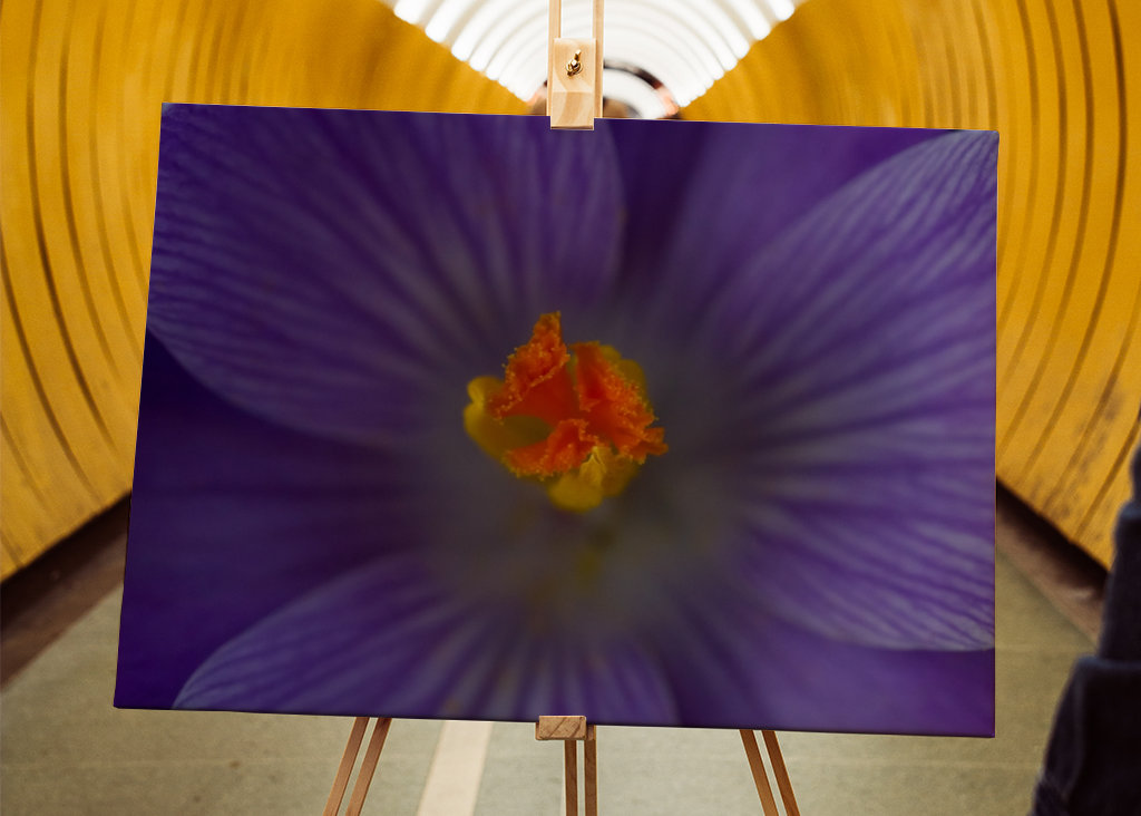 Podrobnosti o krokusu