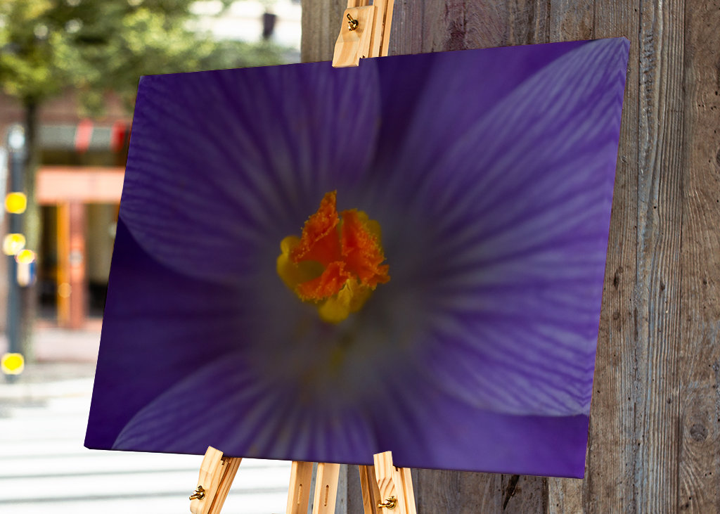 Podrobnosti o krokusu