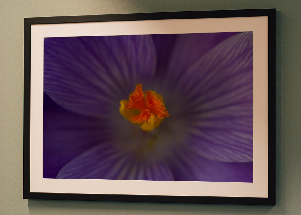 Podrobnosti o krokusu