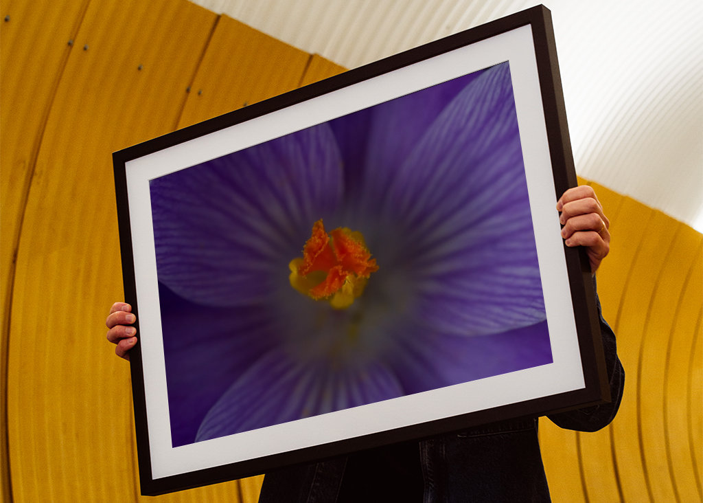 Podrobnosti o krokusu