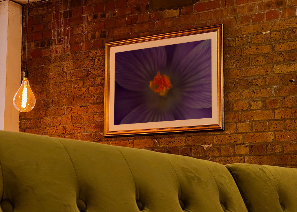 Podrobnosti o krokusu