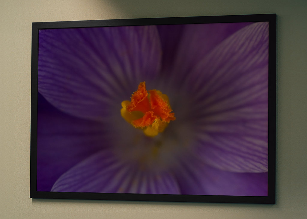 Podrobnosti o krokusu