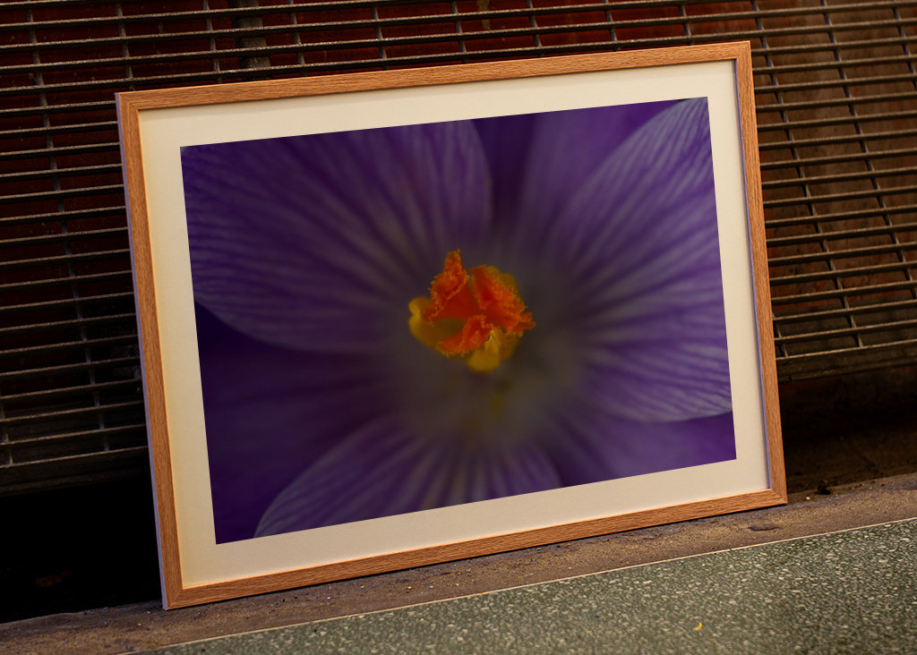 Podrobnosti o krokusu