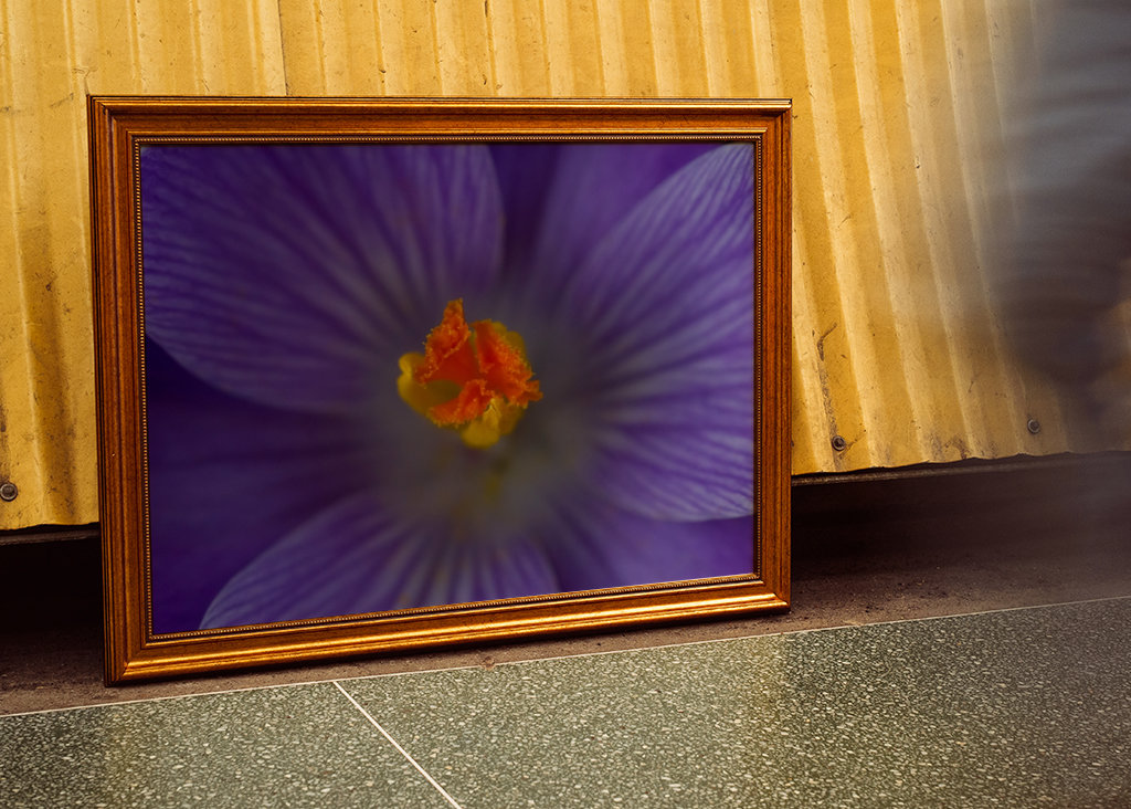 Podrobnosti o krokusu