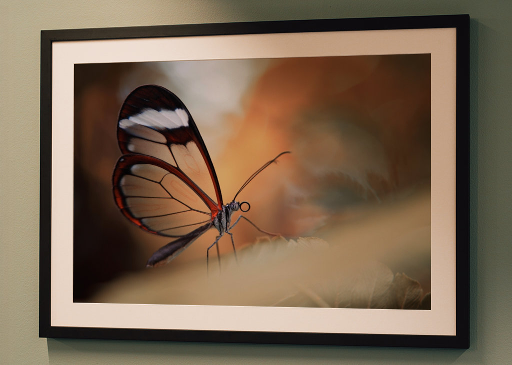 Glasswinged butterfly