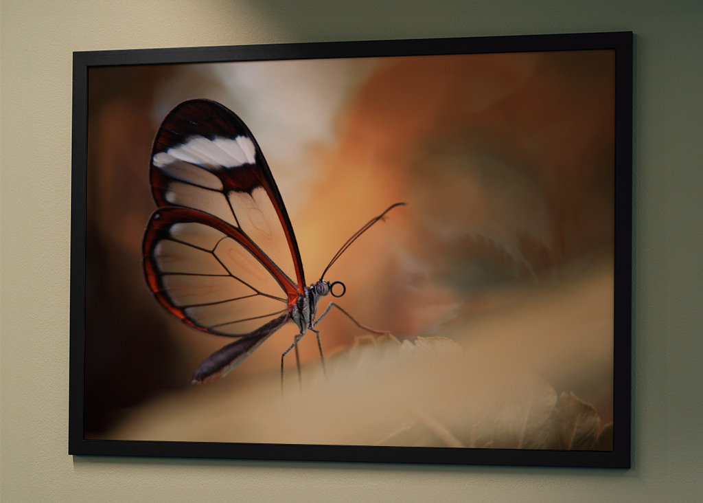 Glasswinged butterfly