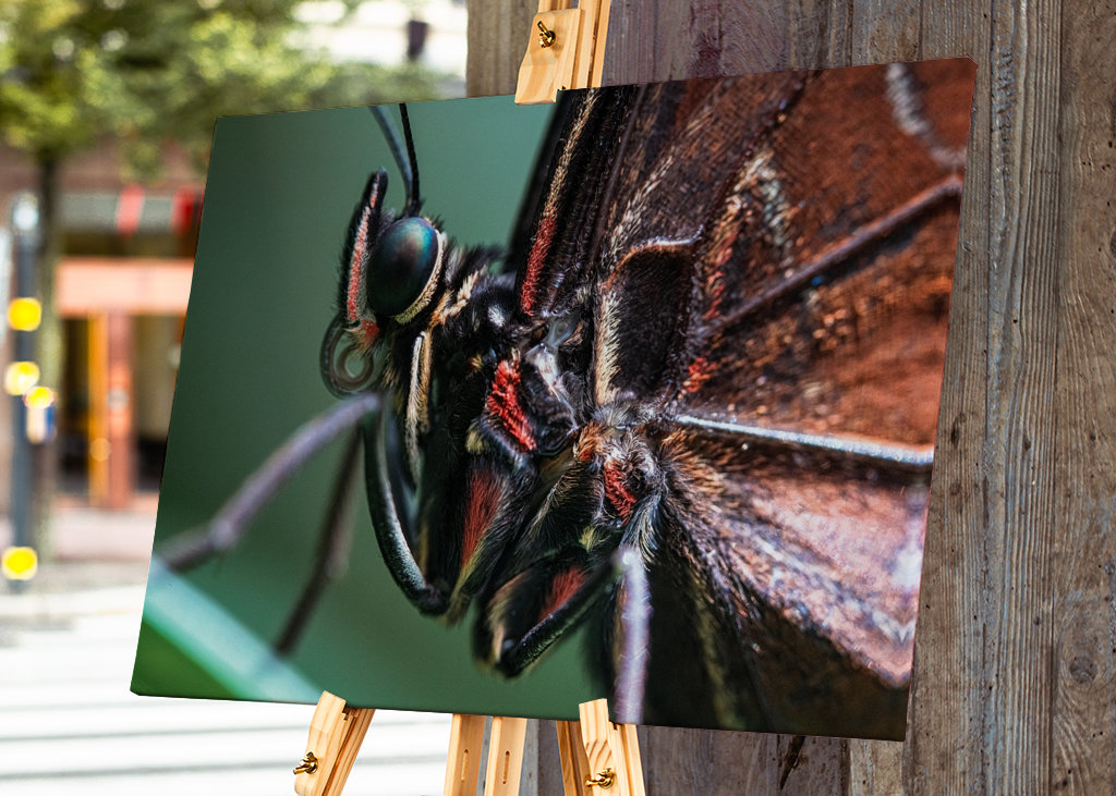 Mariposa ojo de búho