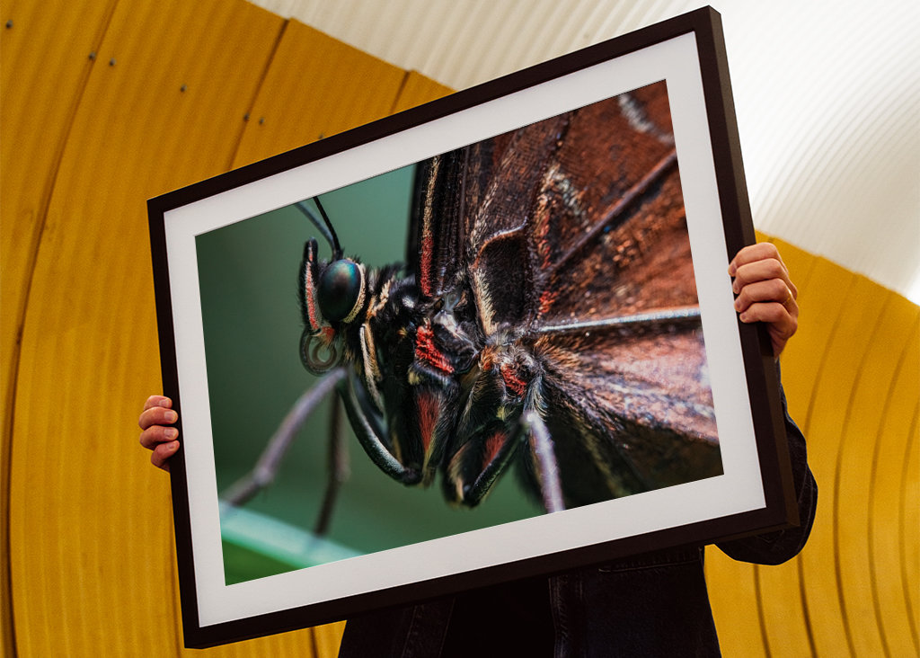 Mariposa ojo de búho