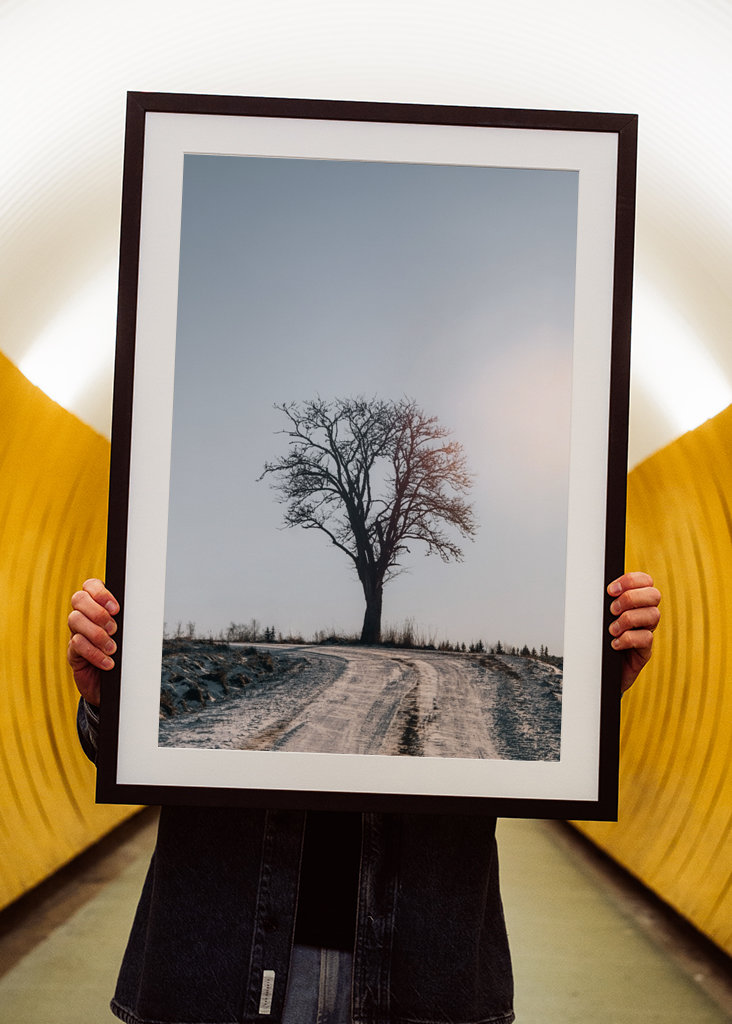 Arbre d’hiver solitaire