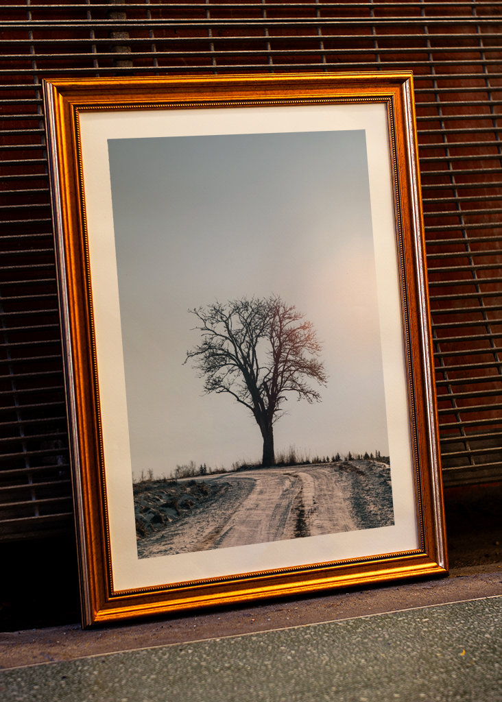 Arbre d’hiver solitaire