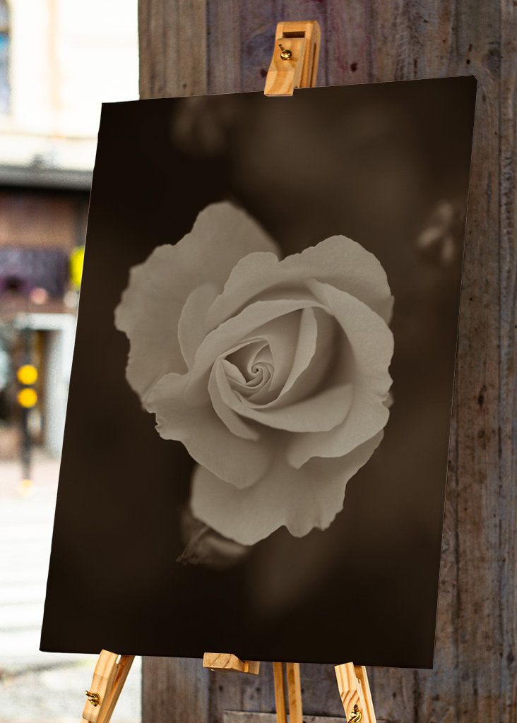 Rosas en Sepia