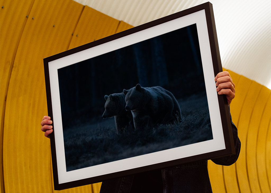 Bjørne i den blå time