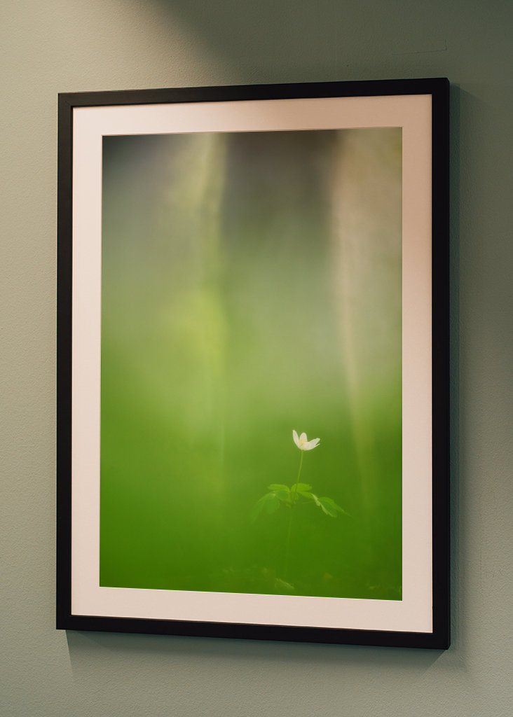 L'anemone bianco solitario