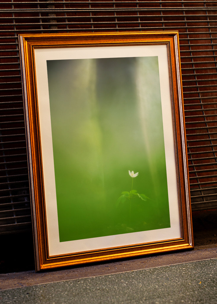 L'anemone bianco solitario