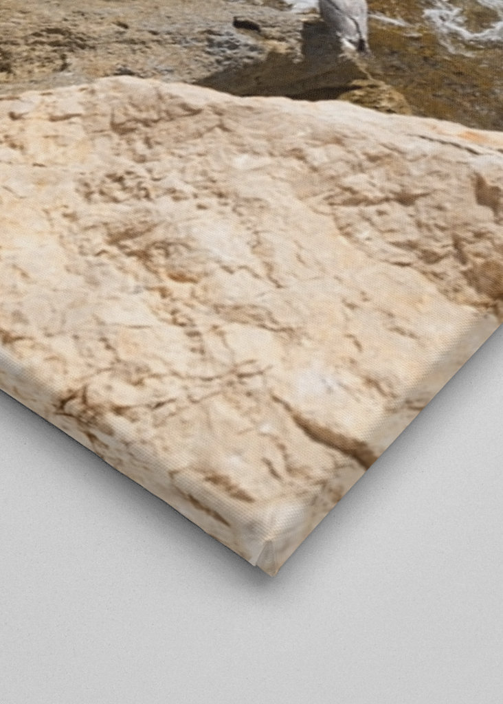 Racek a tyrkysová mořská voda