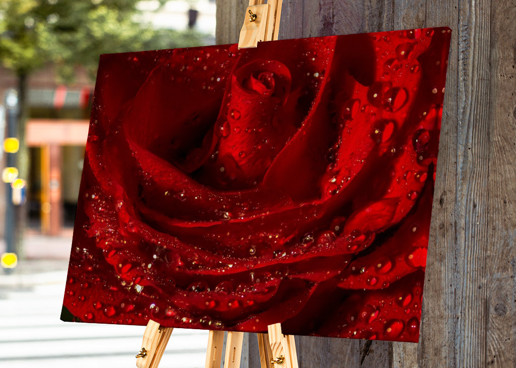 červená růže zblízka