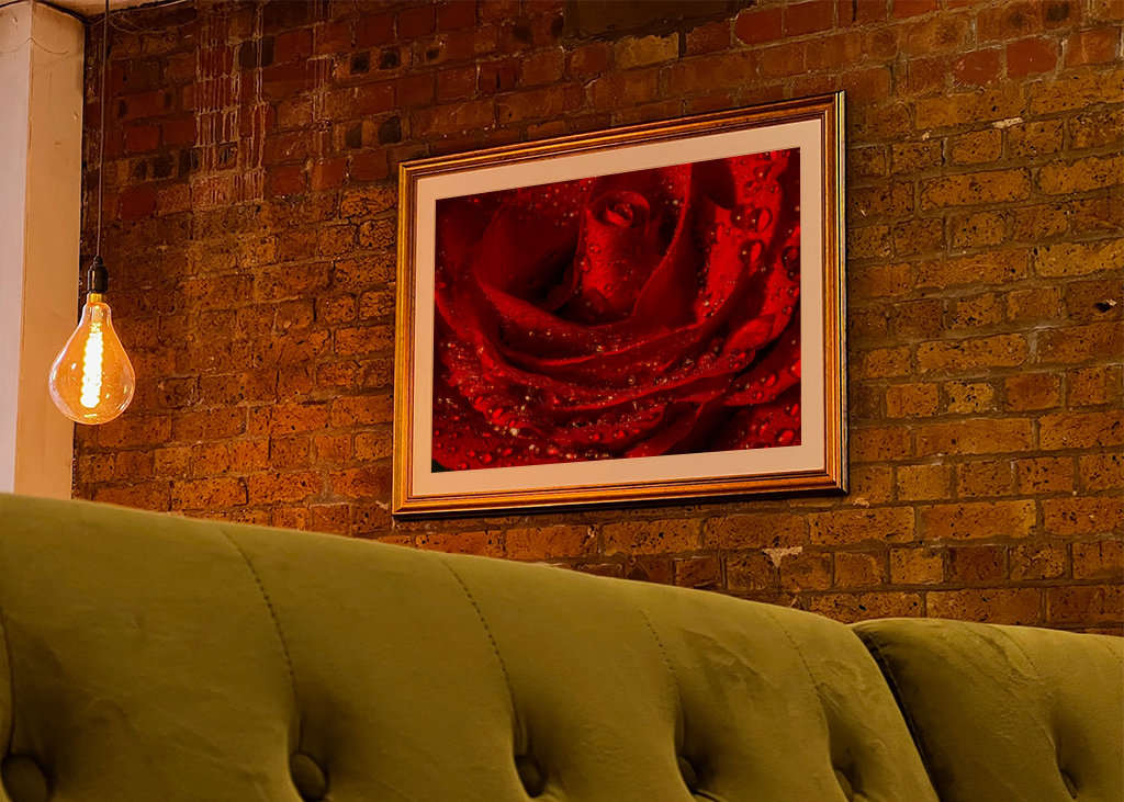 červená růže zblízka