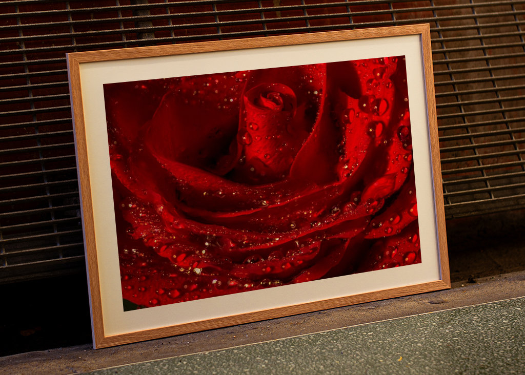 červená růže zblízka