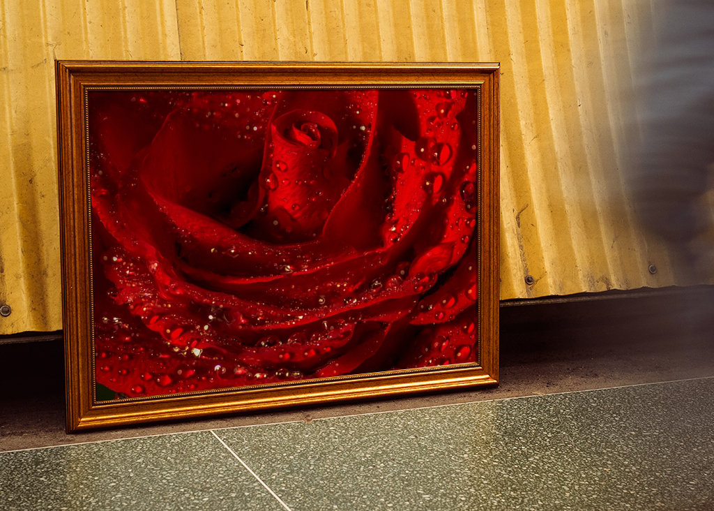 červená růže zblízka