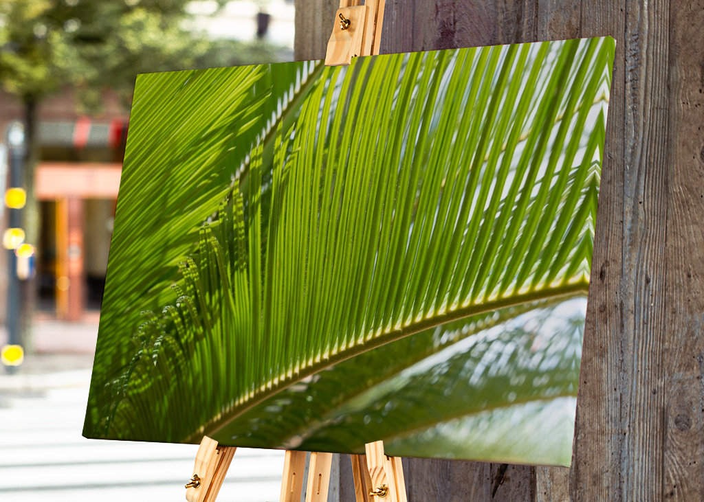 Green leaves of palm fern