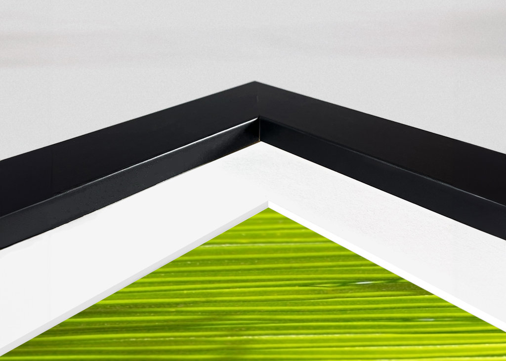 Green leaves of palm fern