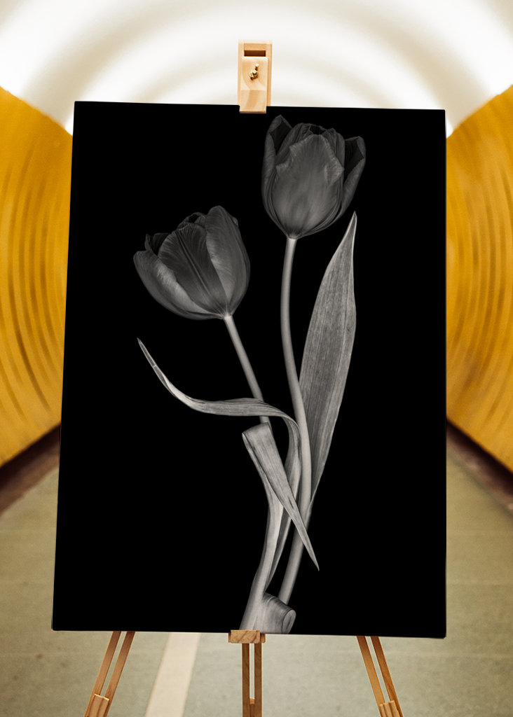 Schwarze Tulpe