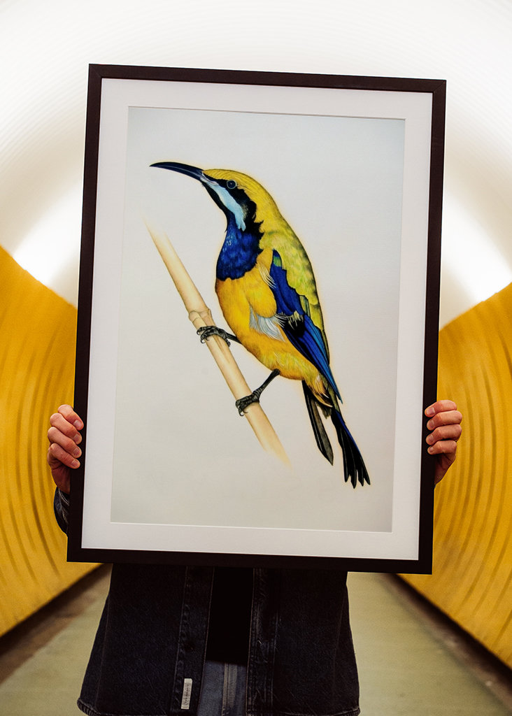 Orangebauch-Blattvogel 