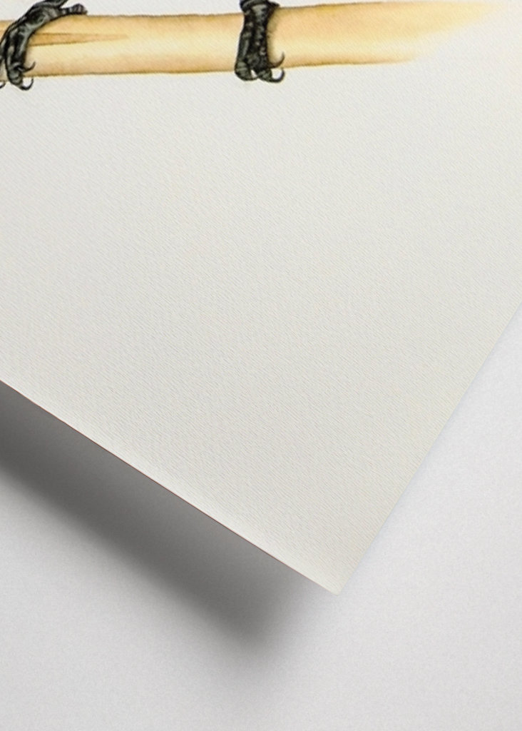 Orangebauch-Blattvogel 