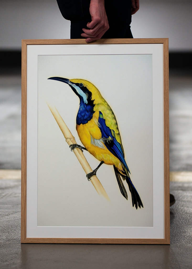 Orangebauch-Blattvogel 