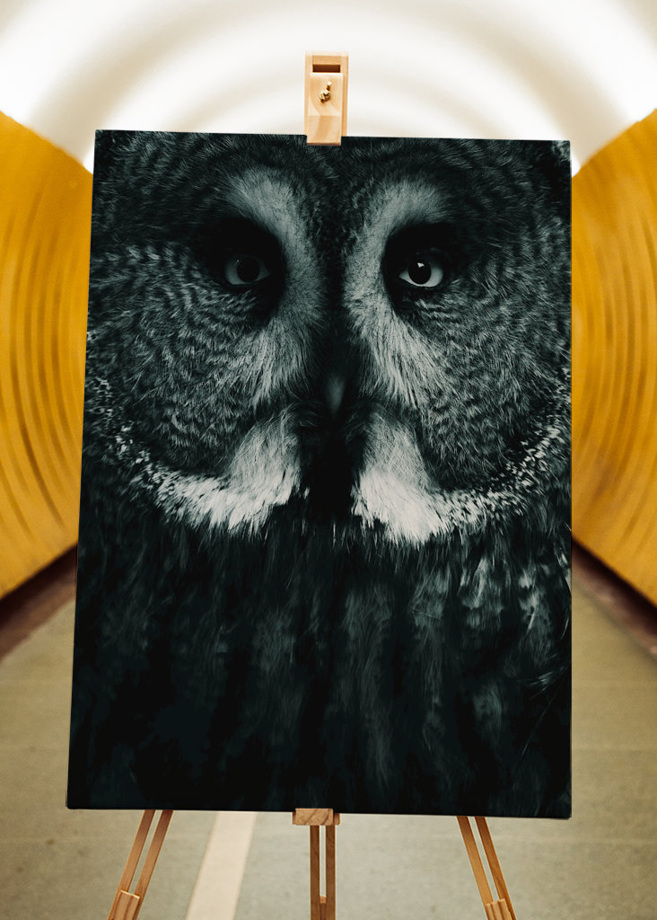 Gran Búho Gris, Blanco y Negro