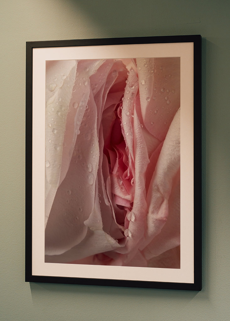 Rose with waterdrops on petals
