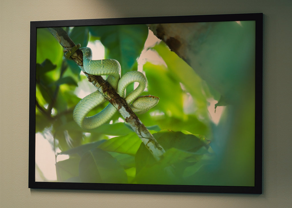 Tödliche grüne Buschviper