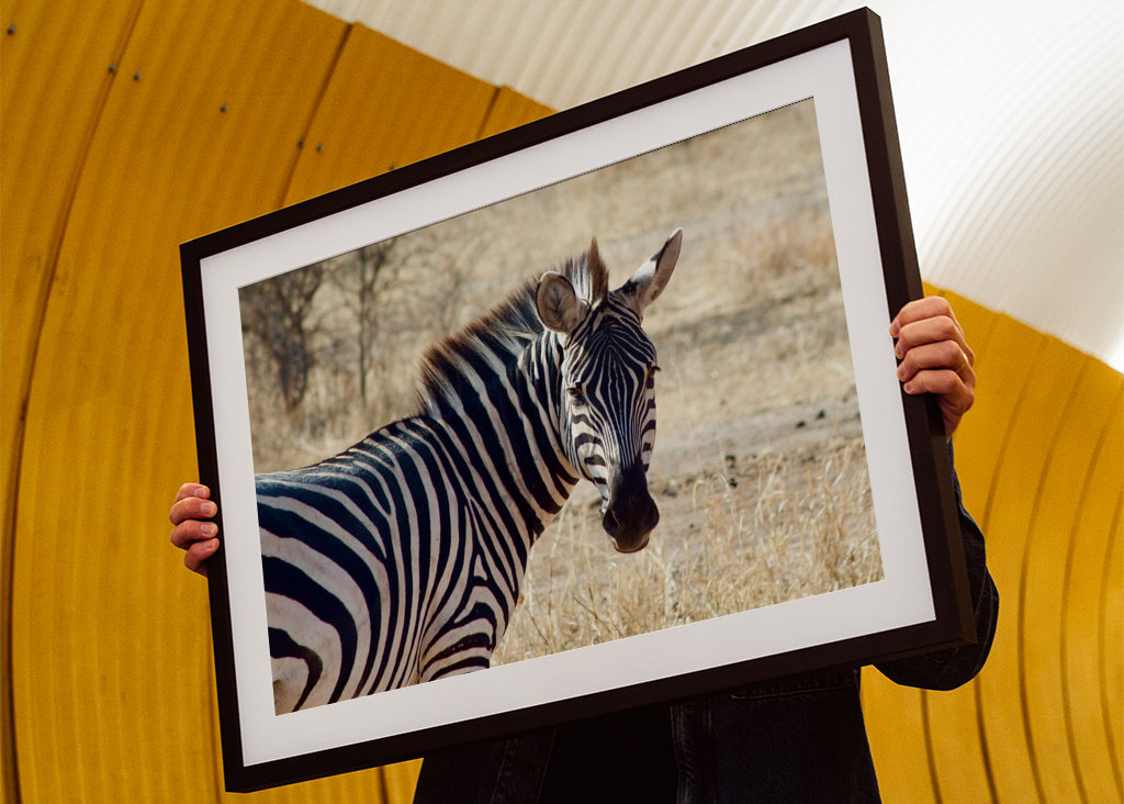 Zèbre dans la savane en Tanzanie