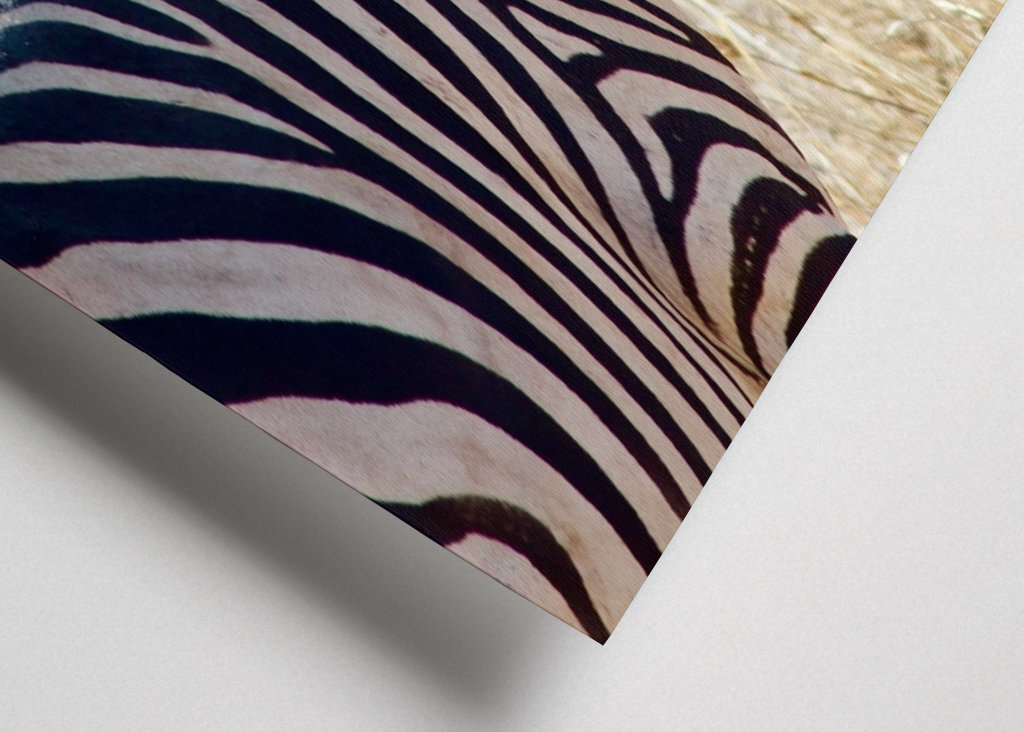 Zèbre dans la savane en Tanzanie