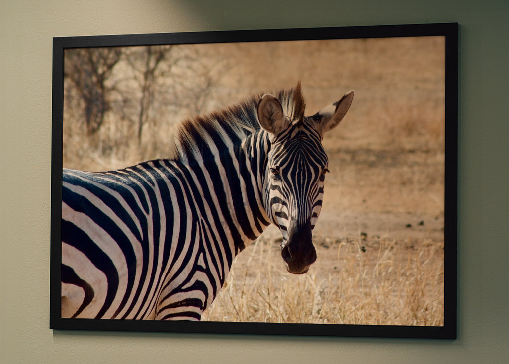 Zèbre dans la savane en Tanzanie