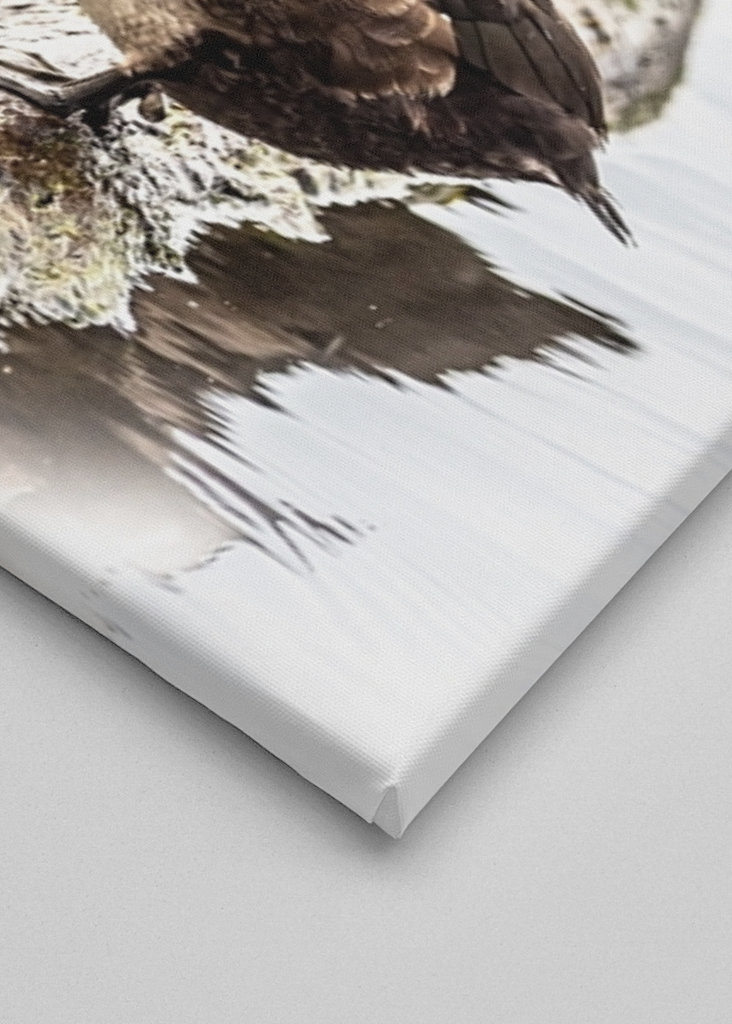 Tufted ducks on a row