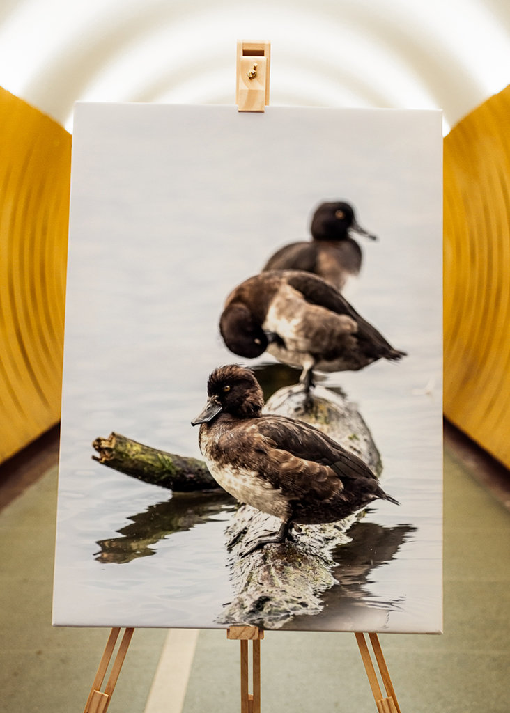 Tufted ducks on a row