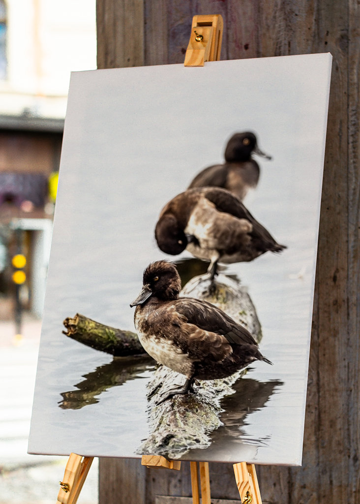 Tufted ducks on a row
