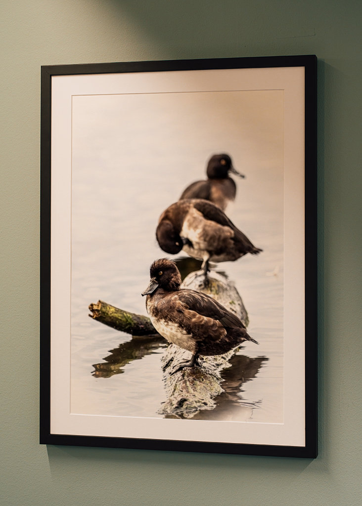 Tufted ducks on a row